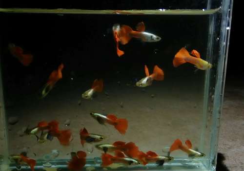 guppy platinum red — photo 4