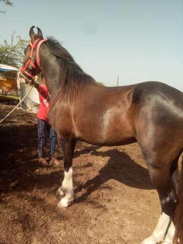 Marwadi & Sindhi Mix Horse — photo 4