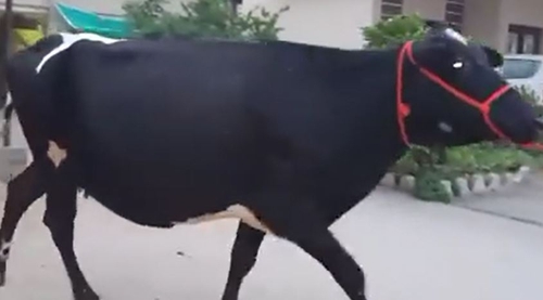 Jarsi cow — photo 2