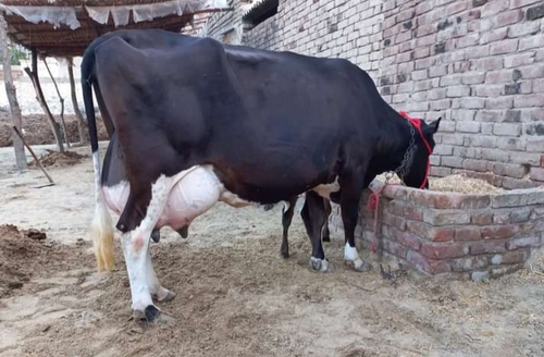 Jarsi cow — photo 2