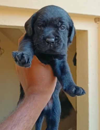 Lab gsd pomeriyan Puppies — photo 4