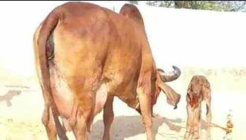 Gir cow — photo 2
