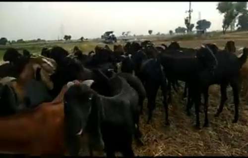 Goats all breed available