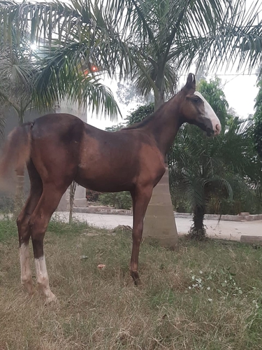 Marwari Horse — photo 2