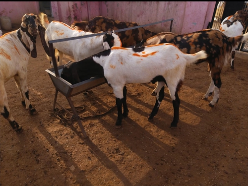 Totapuri Goat