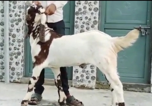Haydrabadi Goat — photo 2
