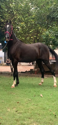 Marwari Horse  — photo 5