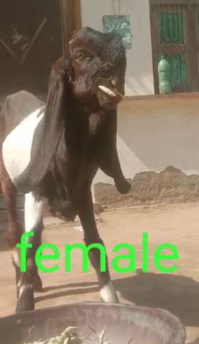 Totapari  Female Goat — photo 3