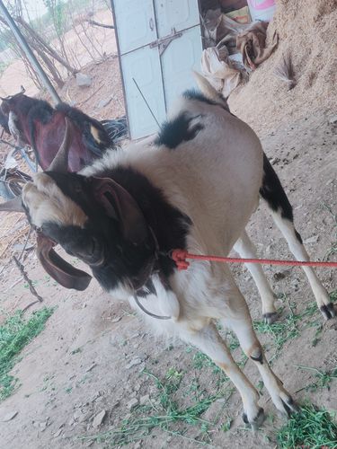 सफेद काला बकरा — photo 3