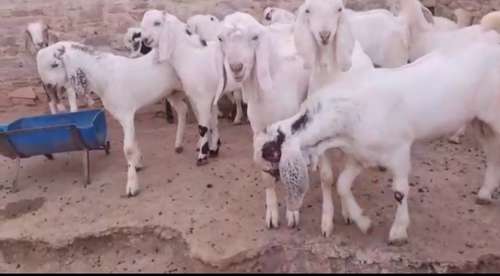 Sojat Goat — photo 4