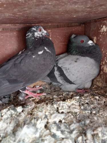 Pigeon — photo 2