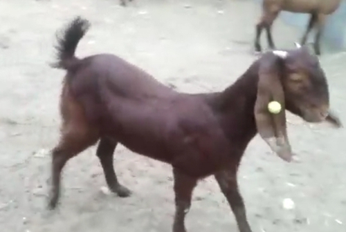 Sirohi Goats — photo 2