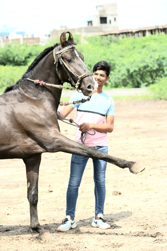29 month marwadi colt — photo 4
