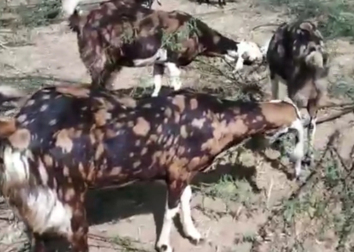 Gujri Goat — photo 2
