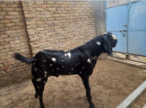 Betal breeder goat — photo 5