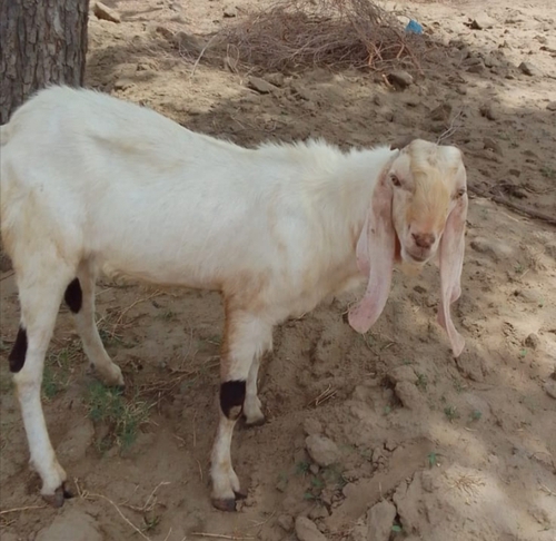 Sojat Goat  — photo 5