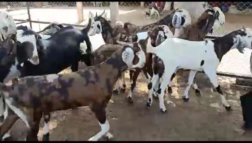 Gujri Goat — photo 2