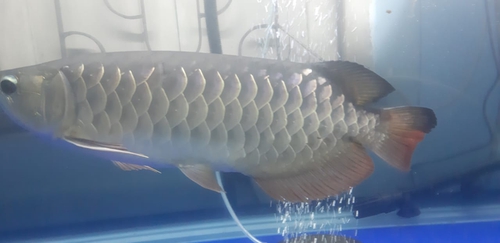 High Back Golden Arowana Fish — photo 2