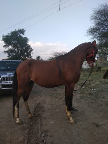 Horse Full Trend Dancing & Riding — photo 3