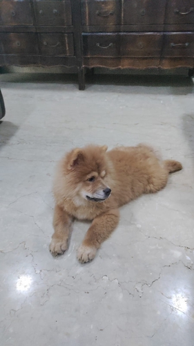 Chow Chow Puppy