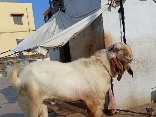 Betal haidrabadimix goat — photo 4