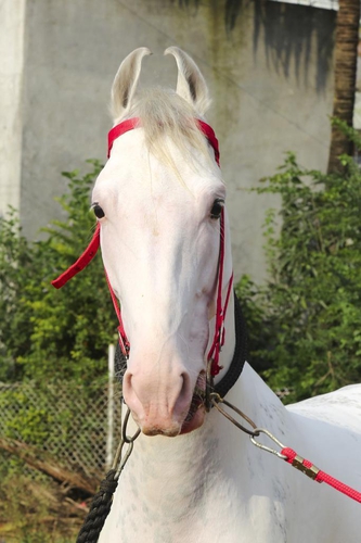 Marwari Horse — photo 3