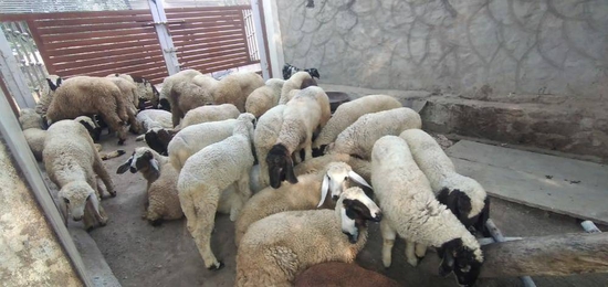 Sheep — Cutting Sheep, Rajasthan, India