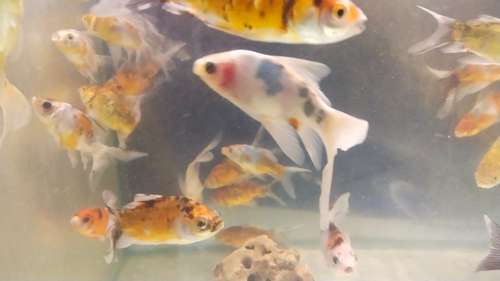 Shubankin Fish — photo 3