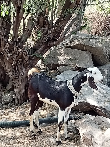 Desi Goat — photo 4