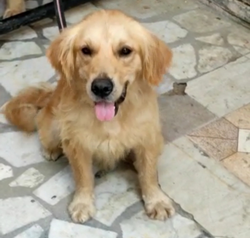 Golden Retriever — photo 4