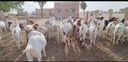 Sojat Goat — photo 2
