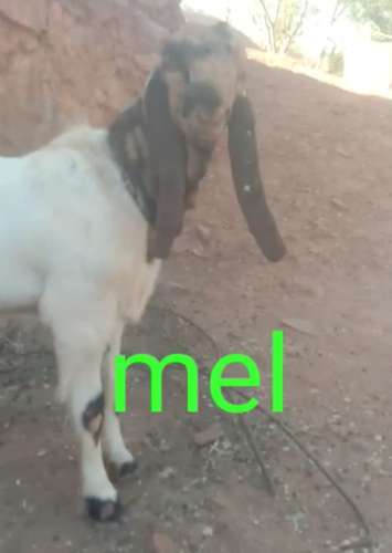 Totapari Goat — photo 2