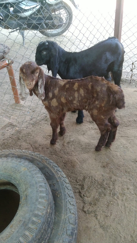 Sirohi Goat — photo 5