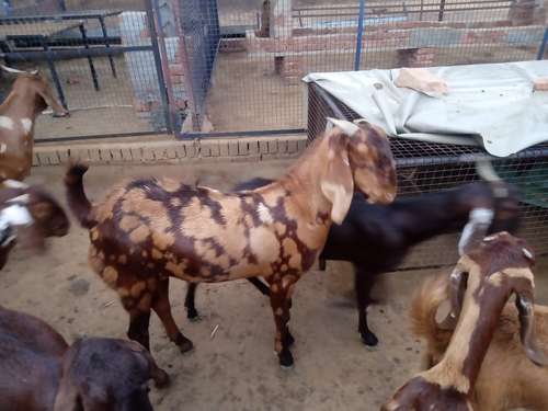 Sirohi Goat — photo 4