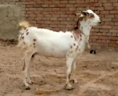 Barbari Goat