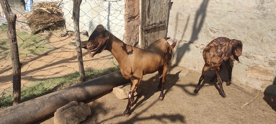Sirohi goat  — photo 2