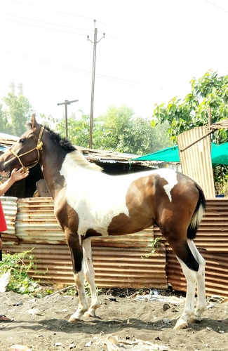 19 month Colt sell — photo 6
