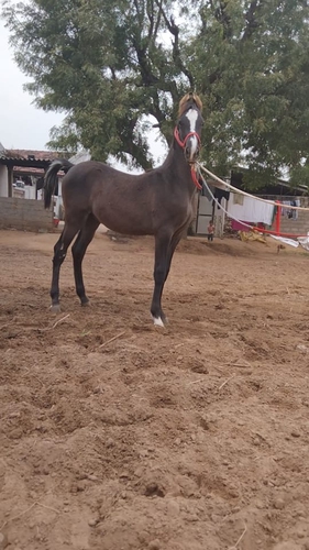 Marwari Horse — photo 5