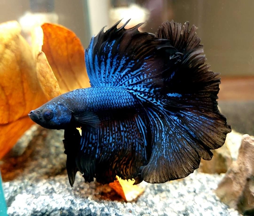 Fish — Namo Fish, Kolkata, India
