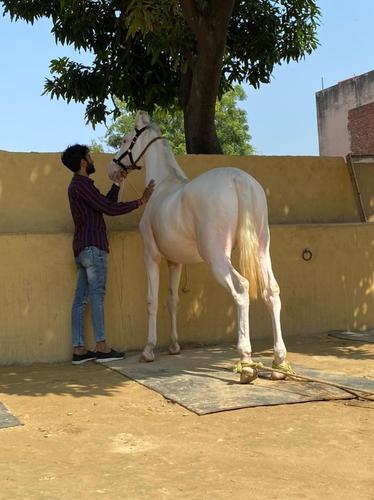 Nukra Horse — photo 2