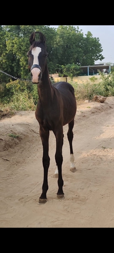Marwari Horse — photo 2