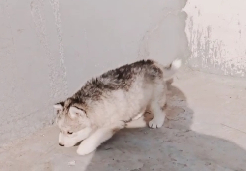 Wooly Coat Puppy