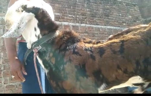 Gujri Goat — photo 4
