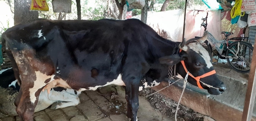 Cow — photo 3