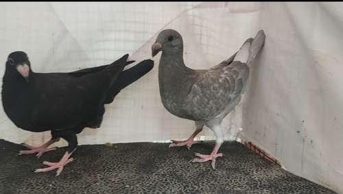 Beauty Homer Pigeon — photo 3