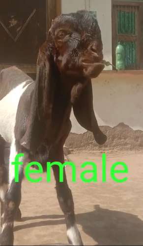 Totapari  Female Goat — photo 4