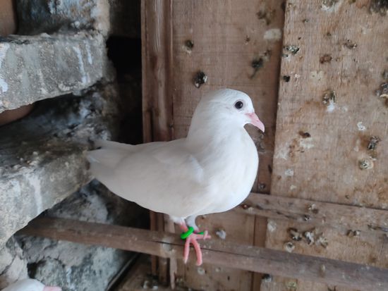 White piegeons — photo 5