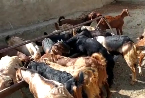 Cutting Goat — photo 2