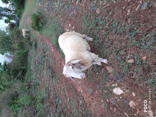 Big sheep and goat — photo 2