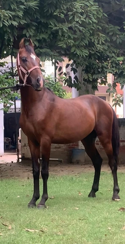 Horse — Marwari Horse Colt, Kanpur, India